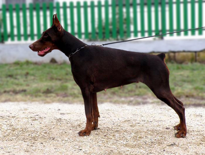 Aria Dobermans Tahi-Reme Holly